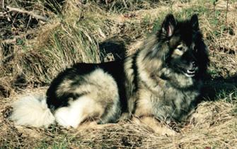 Aika3skov.jpg (22117 bytes)